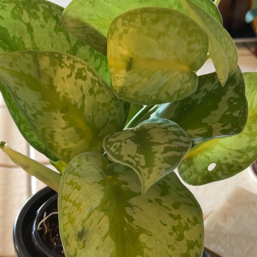 Photo of the plant species Philodendron Silver Dust by @AvidAtom named Prince on Greg, the plant care app