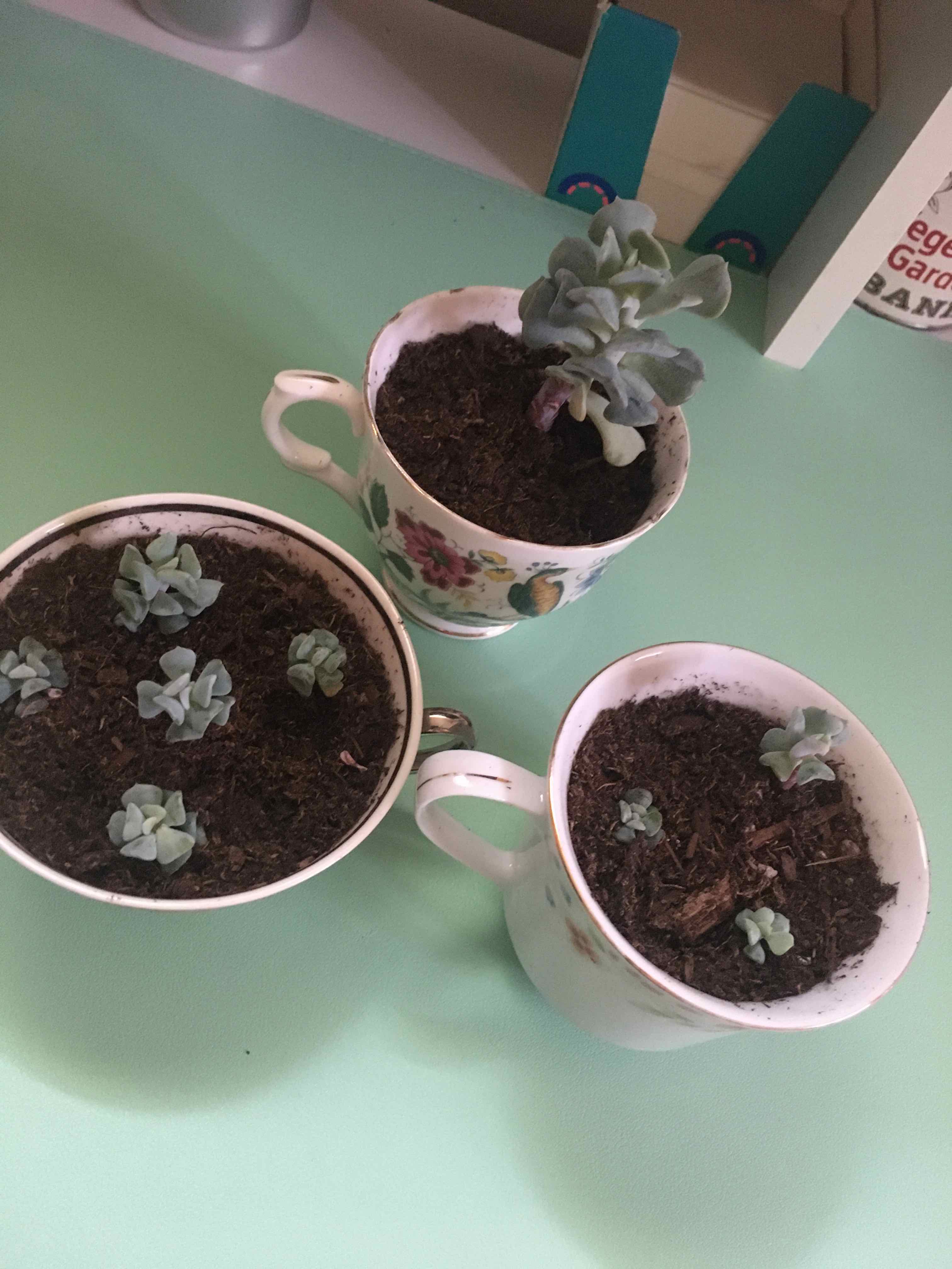 Three small Mexican Hens succulents planted in teacups, placed on a light green surface.