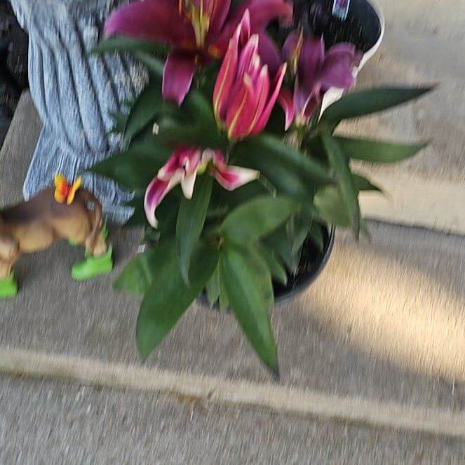 Photo of the plant species Oriental Lily 'Table Dance' by @KookyChineseelm named Daphne on Greg, the plant care app