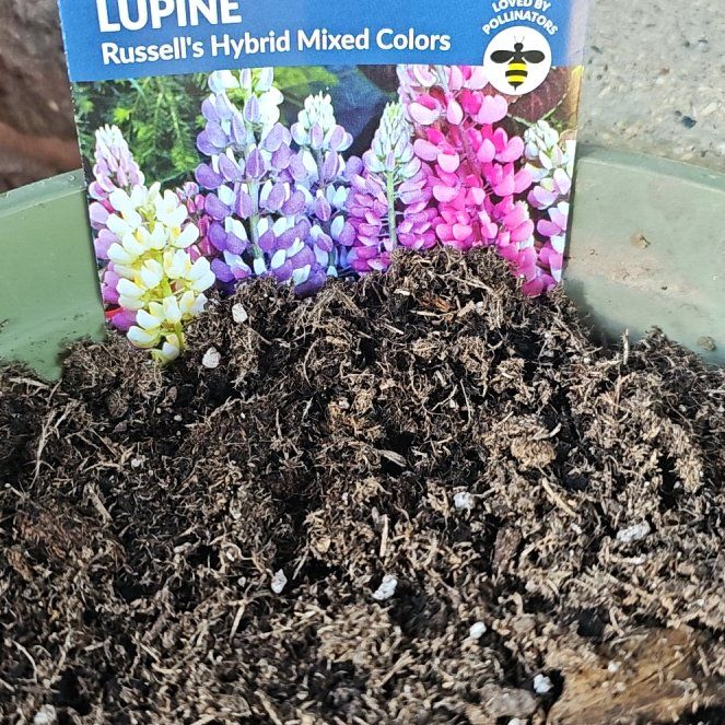 Photo of the plant species Varied Lupine by @KookyChineseelm named Planty on Greg, the plant care app