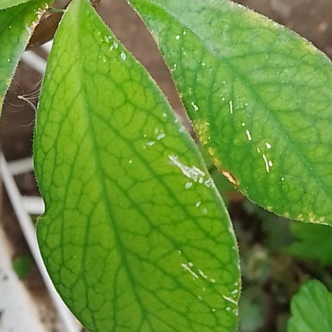 Photo of the plant species Northern Twinflower by @OpenlyLithop named Queen on Greg, the plant care app