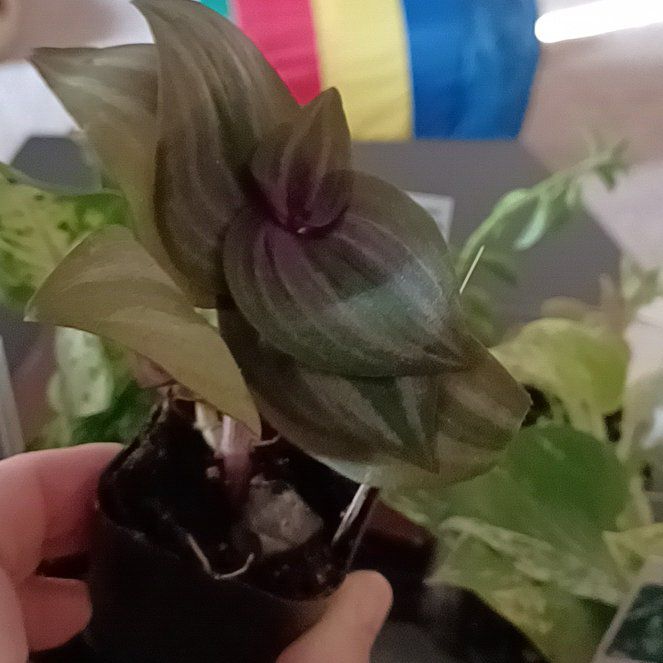 Photo of the plant species Tradescantia Zebrina by @WellbuiltKowhai named Joy on Greg, the plant care app