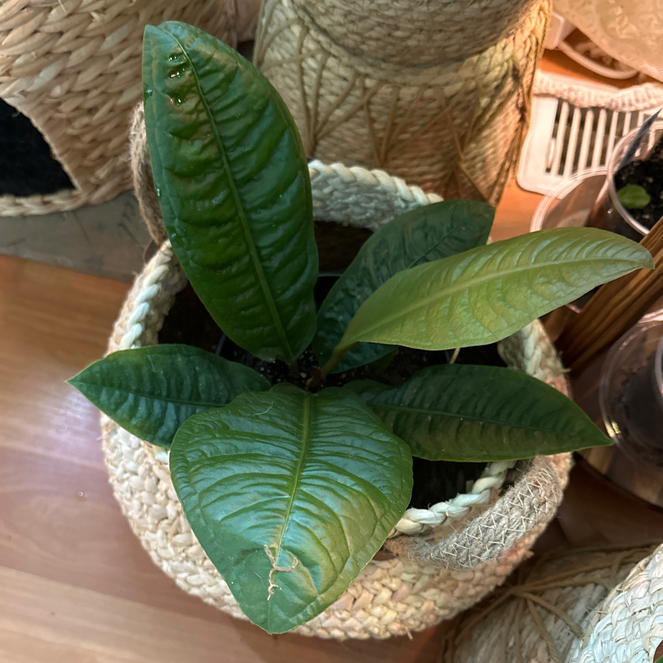 Photo of the plant species Anthurium reflexinervium by @GreenWithEnvy3 named Sanguis Frater on Greg, the plant care app