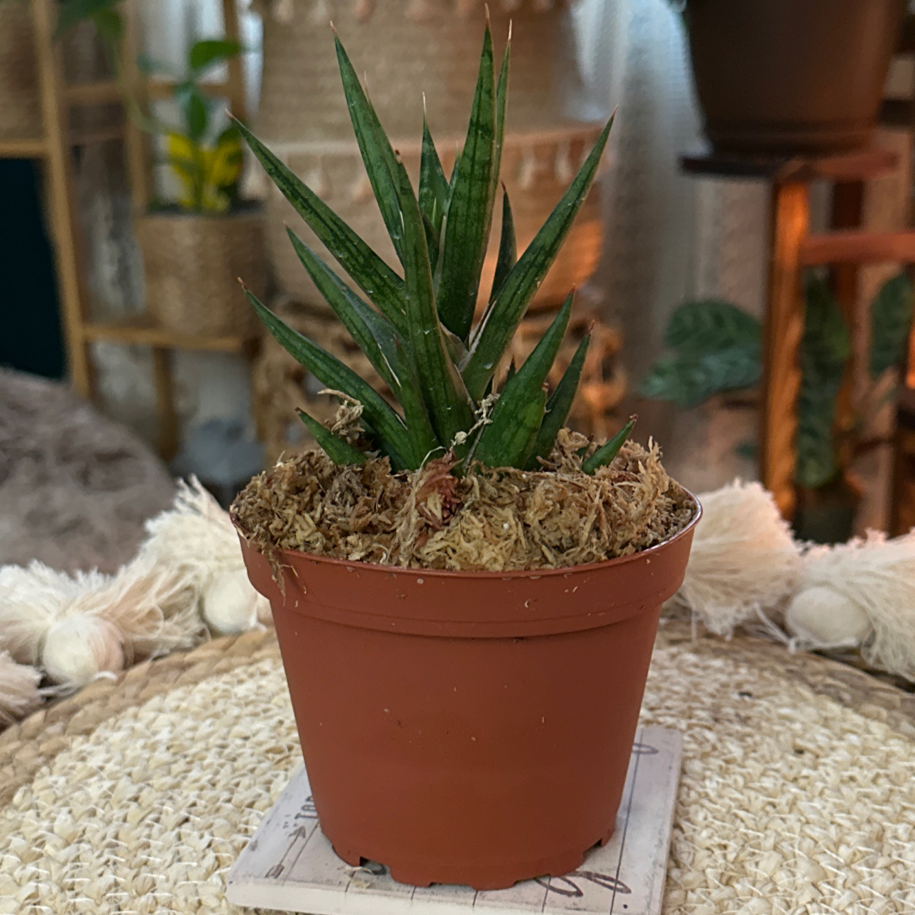 Sansevieria francisii plant in a small pot with mulch-covered soil.