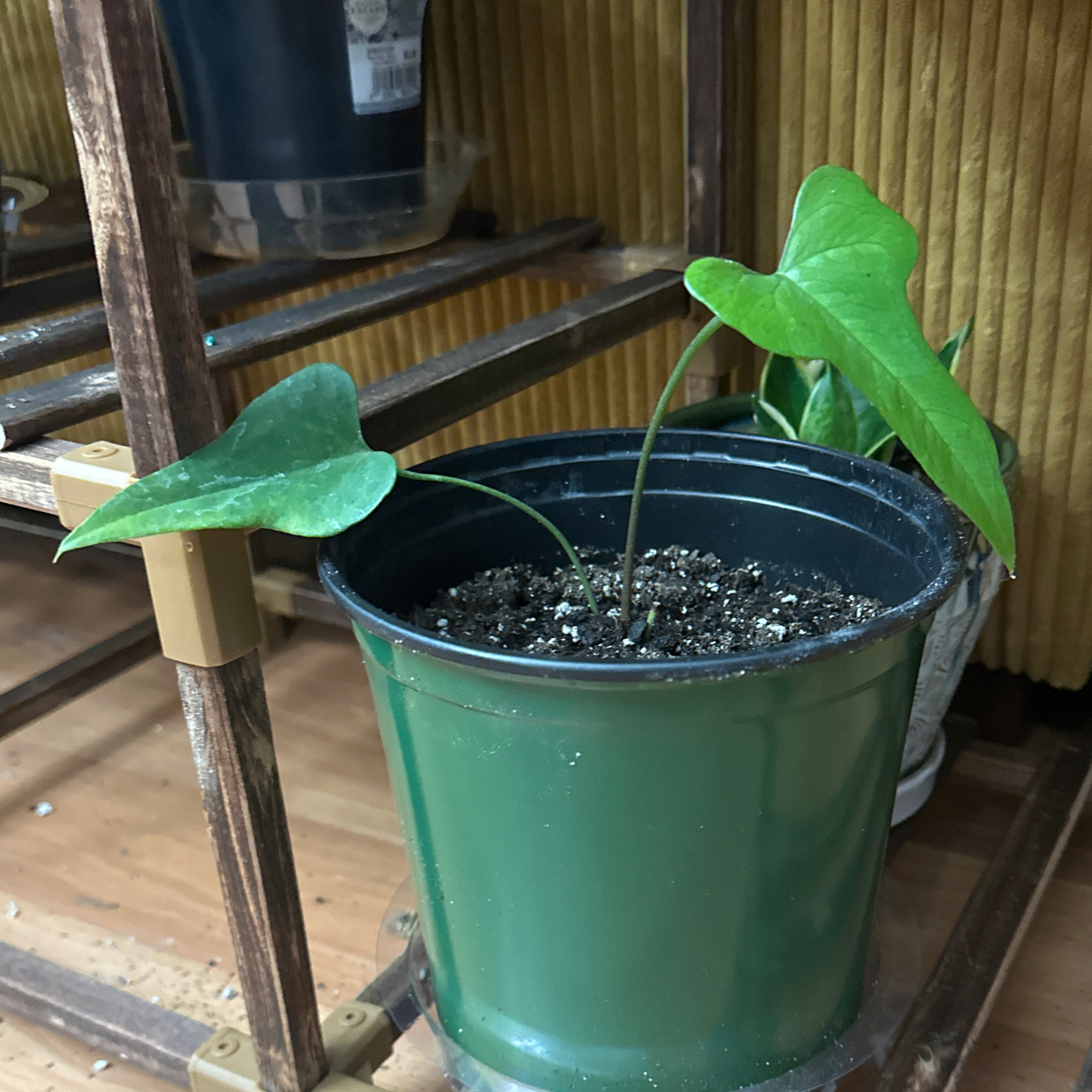 Photo of the plant species Anthurium podophyllum hybrid by @GreenWithEnvy3 named Moon Lunar Eclipse on Greg, the plant care app