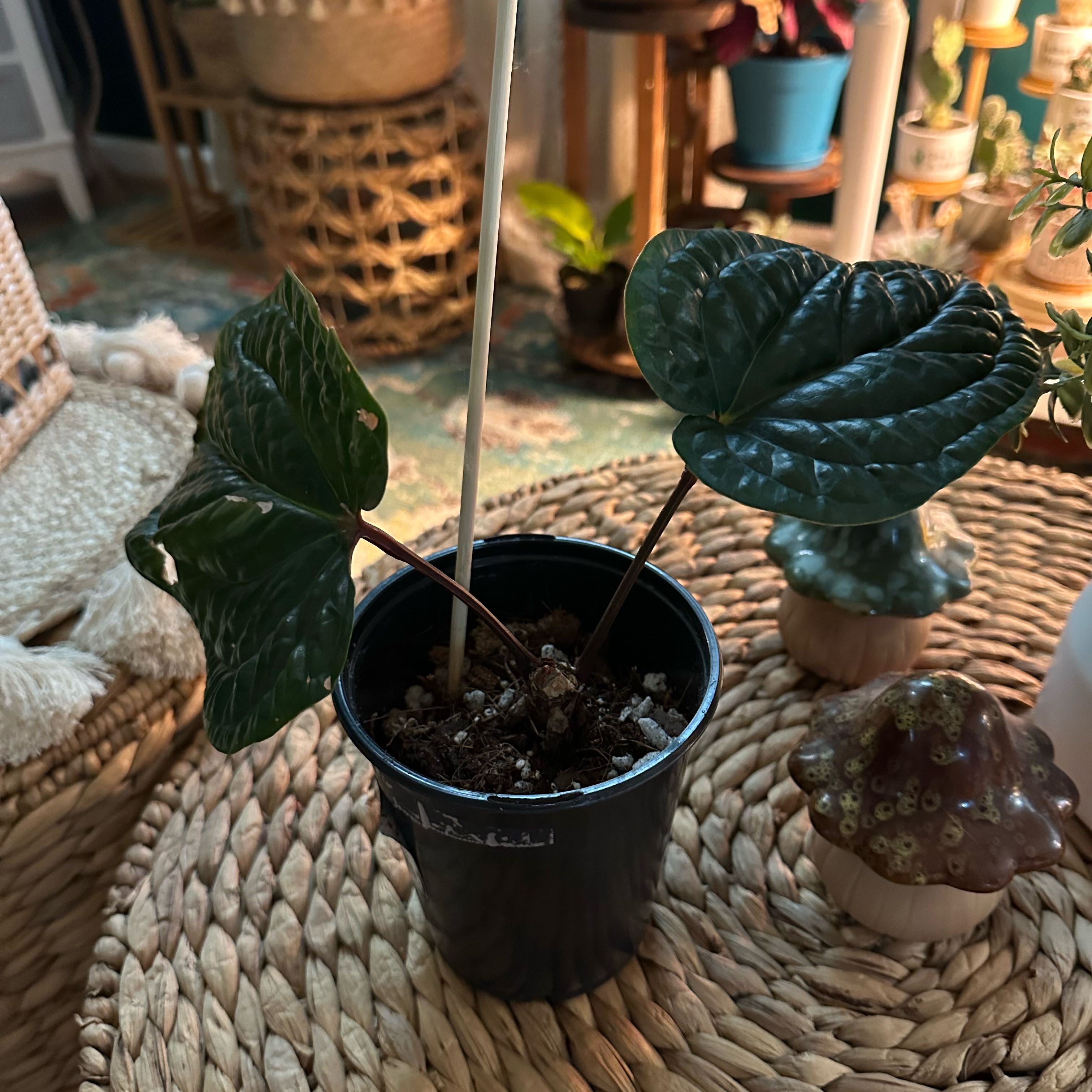 Potted Anthurium Radicans x Luxurians plant with two healthy dark green leaves on a woven surface.