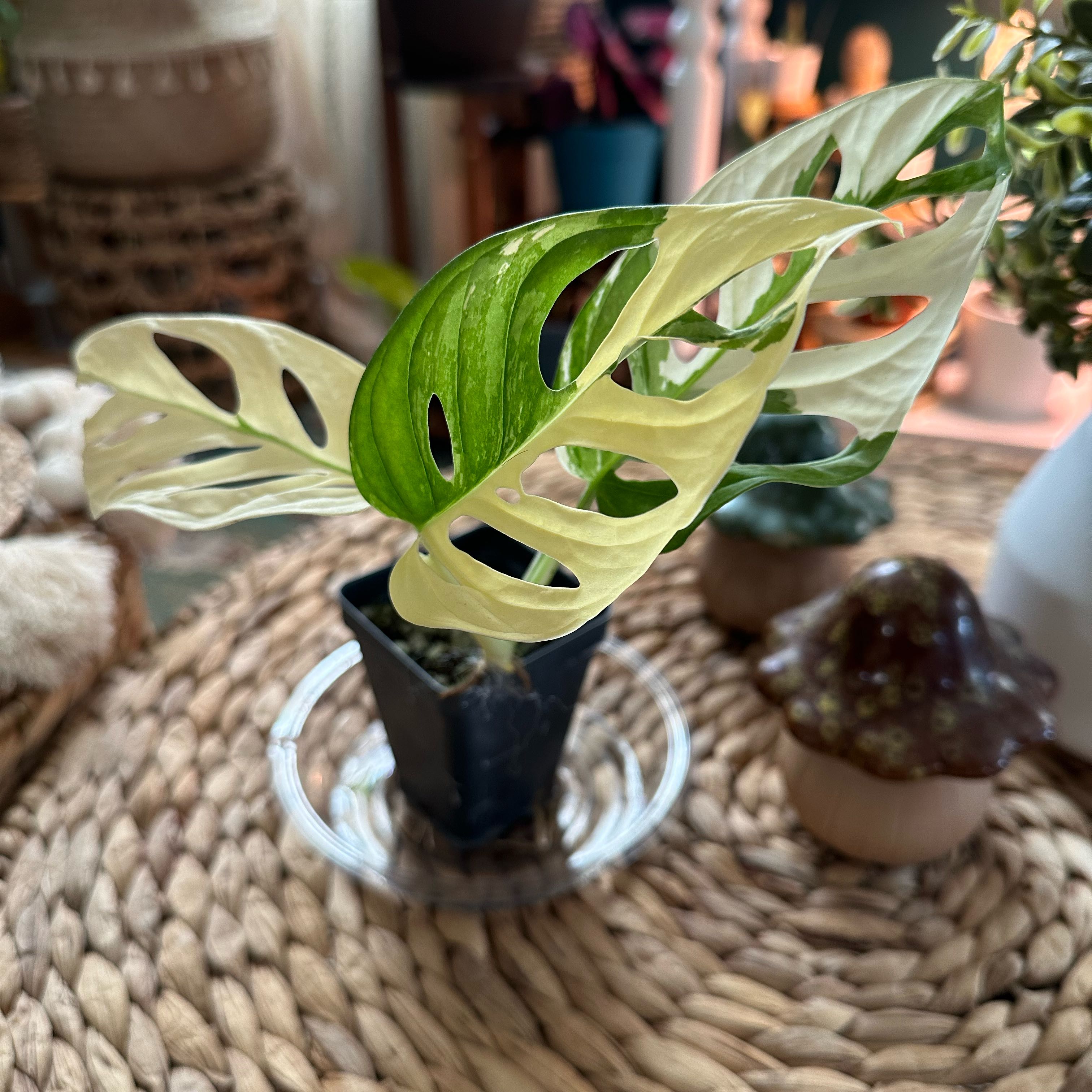 Plant care for Adansonii Albo Var Monstera on Greg, the plant care app