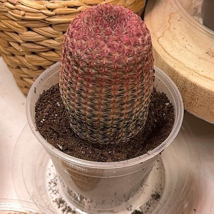 Photo of the plant species Rainbow Cactus by @GreenWithEnvy3 named Gerry on Greg, the plant care app