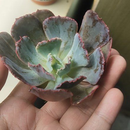 Photo of the plant species Echeveria by @ImmortalSalal named Sen đá bắp cải aurora purple on Greg, the plant care app