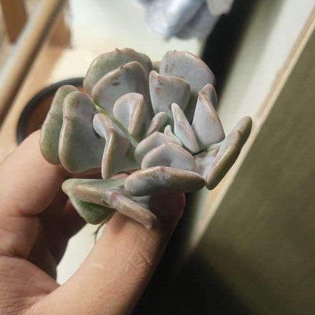 Photo of the plant species Echeveria by @ImmortalSalal named Sen đá cúc tím on Greg, the plant care app