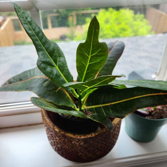 Photo of the plant species Croton Nervia by @StarLatetulip named Crouton on Greg, the plant care app