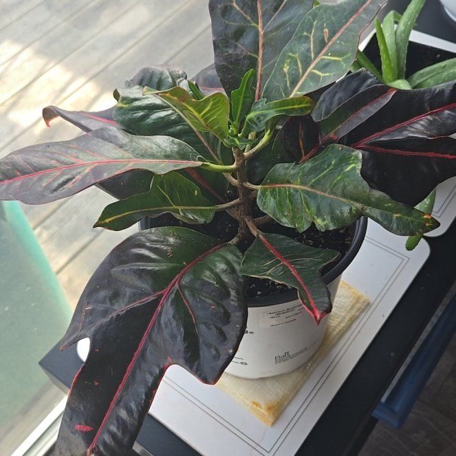 Photo of the plant species Croton Nervia by @StarLatetulip named Crumble on Greg, the plant care app