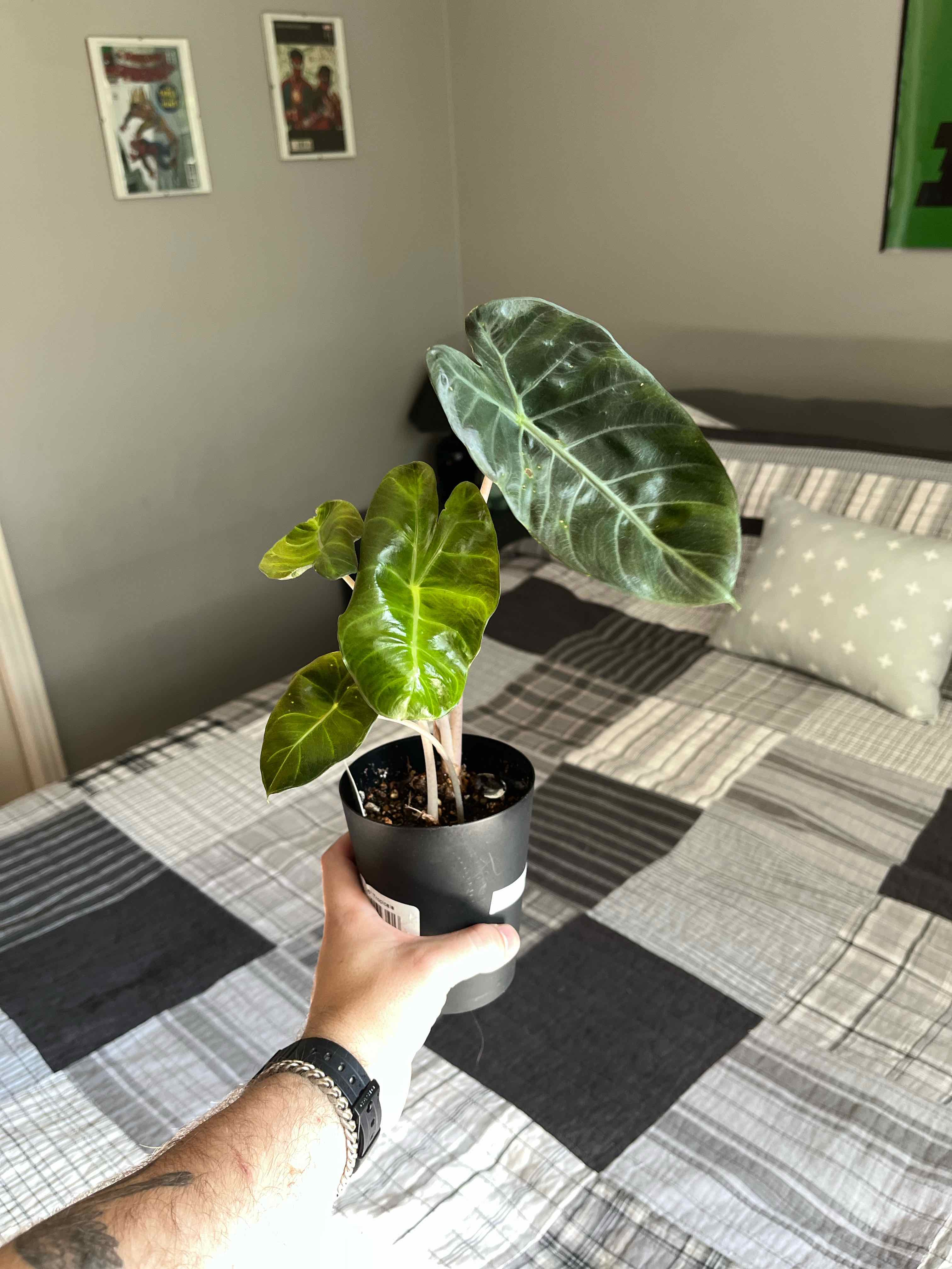 Alocasia Pink Dragon plant being held, with healthy, glossy leaves and visible soil.