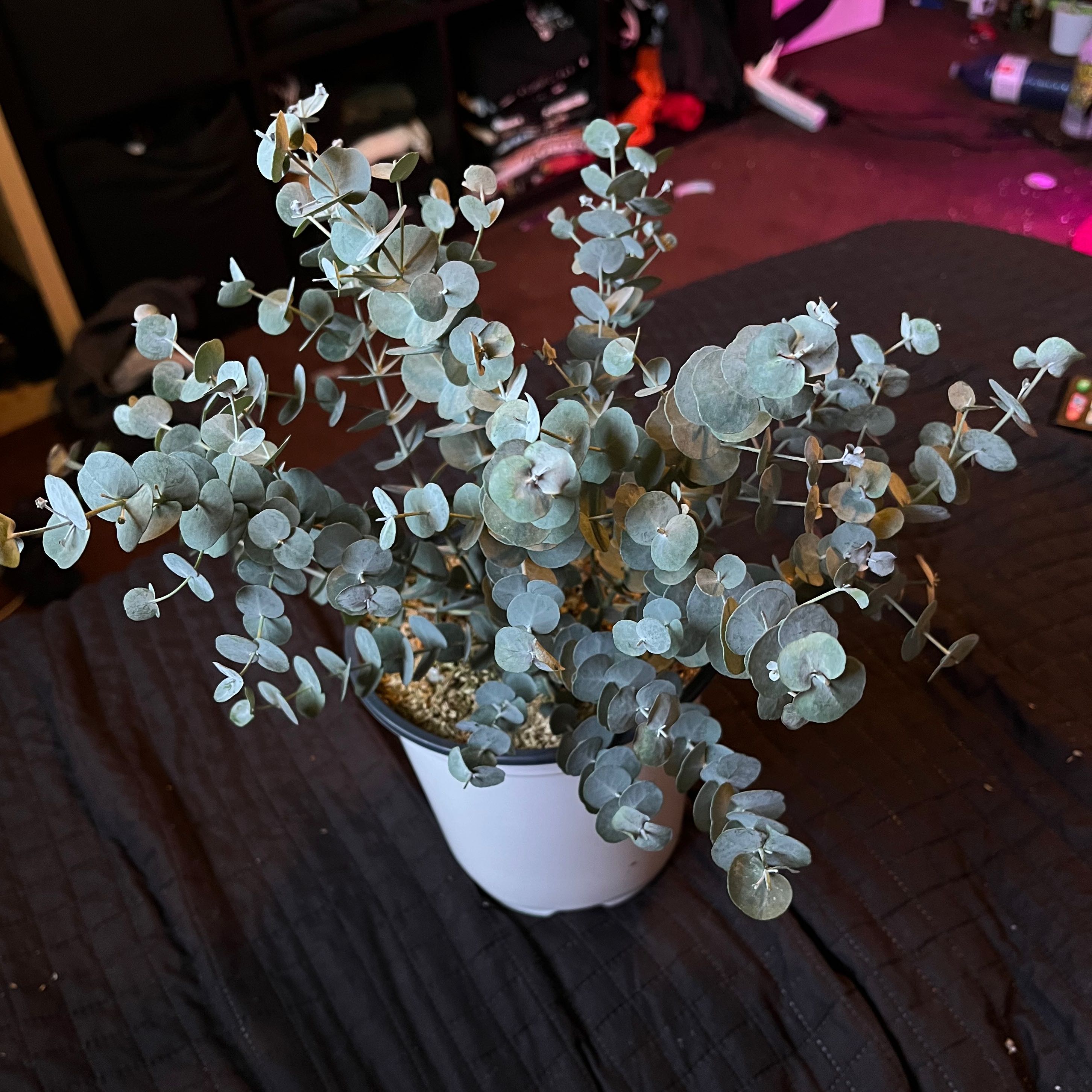 Healthy potted Silver Dollar tree with lush blue-green round leaves resembling silver dollars, in a white ceramic pot.