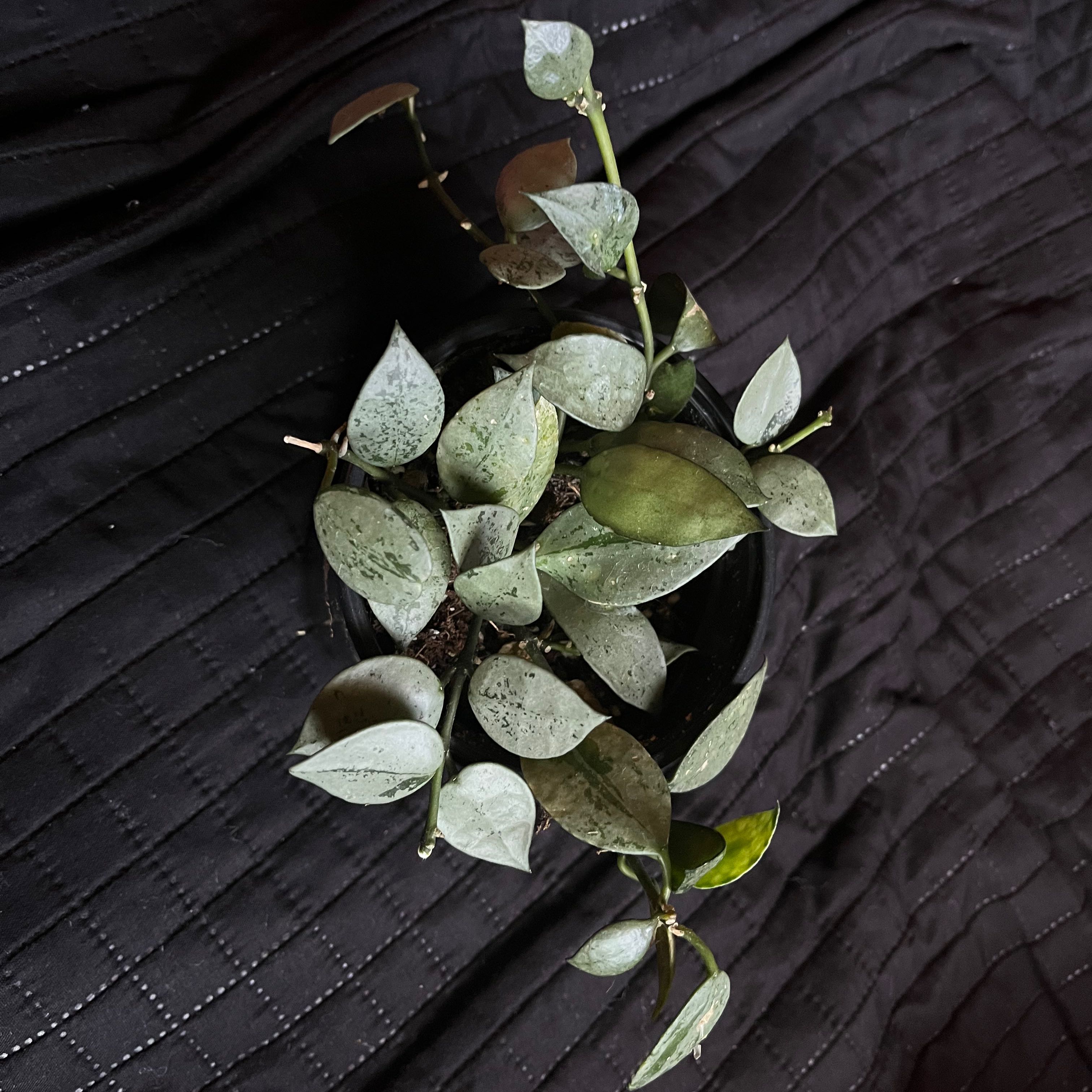 Image of a Fung Wax Flower plant with small, waxy leaves. Plant is well-framed and centered.