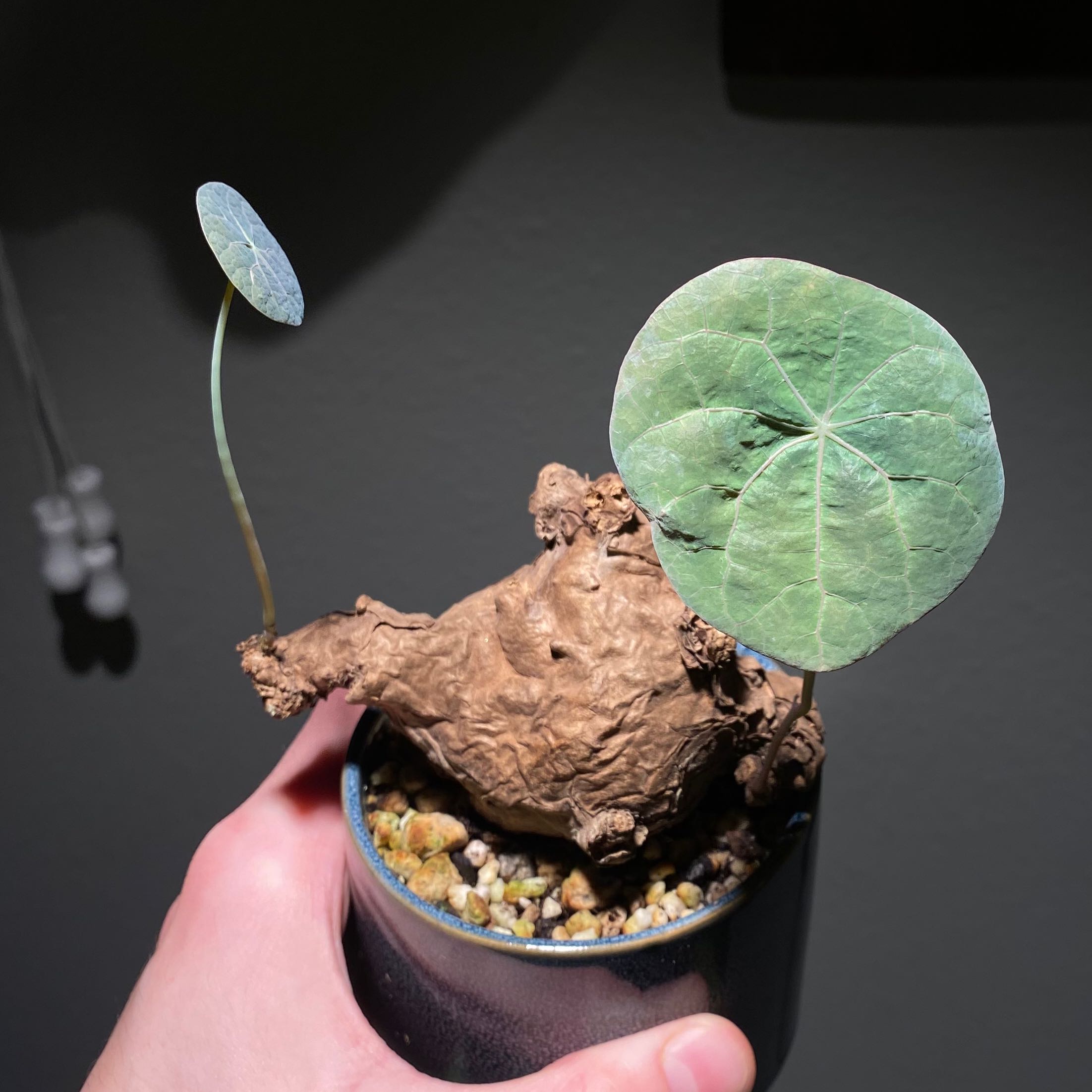 Photo of the plant species Stephania 'Nova' by @OpenlyDateplum named Nova on Greg, the plant care app
