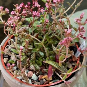 Photo of the plant species Crassula picturata by @UnusualMystax named Tigar on Greg, the plant care app