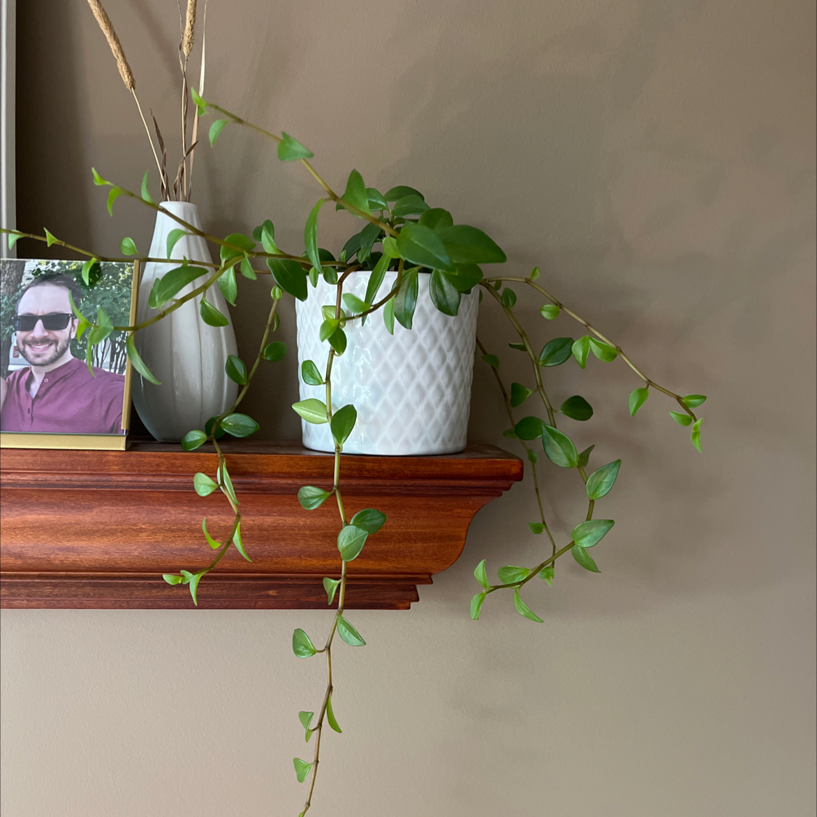 Photo of the plant species Peperomia trinervula by @JandDMaxwell named Lil Pep on Greg, the plant care app