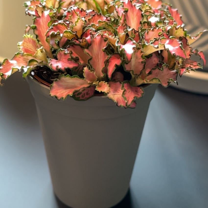 Photo of the plant species Pink Hybrid Nerve Plant by @JandDMaxwell named Pinkie on Greg, the plant care app
