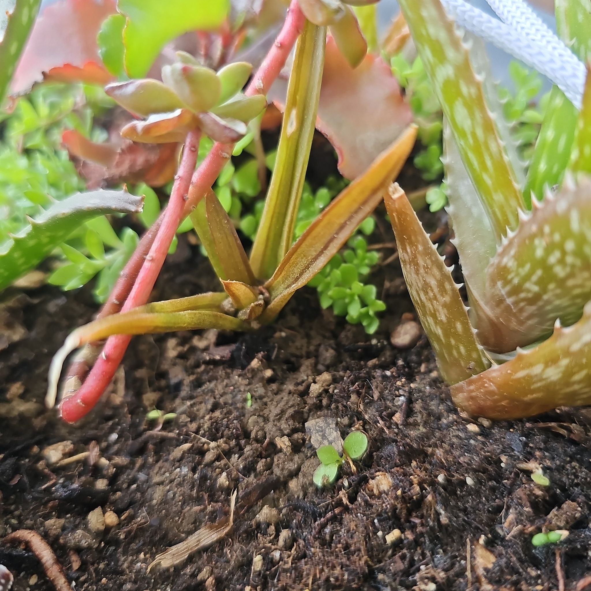 Photo of the plant species Aloe 'Walmsley's Bronze' by @HoneyBeeTea named Zion on Greg, the plant care app