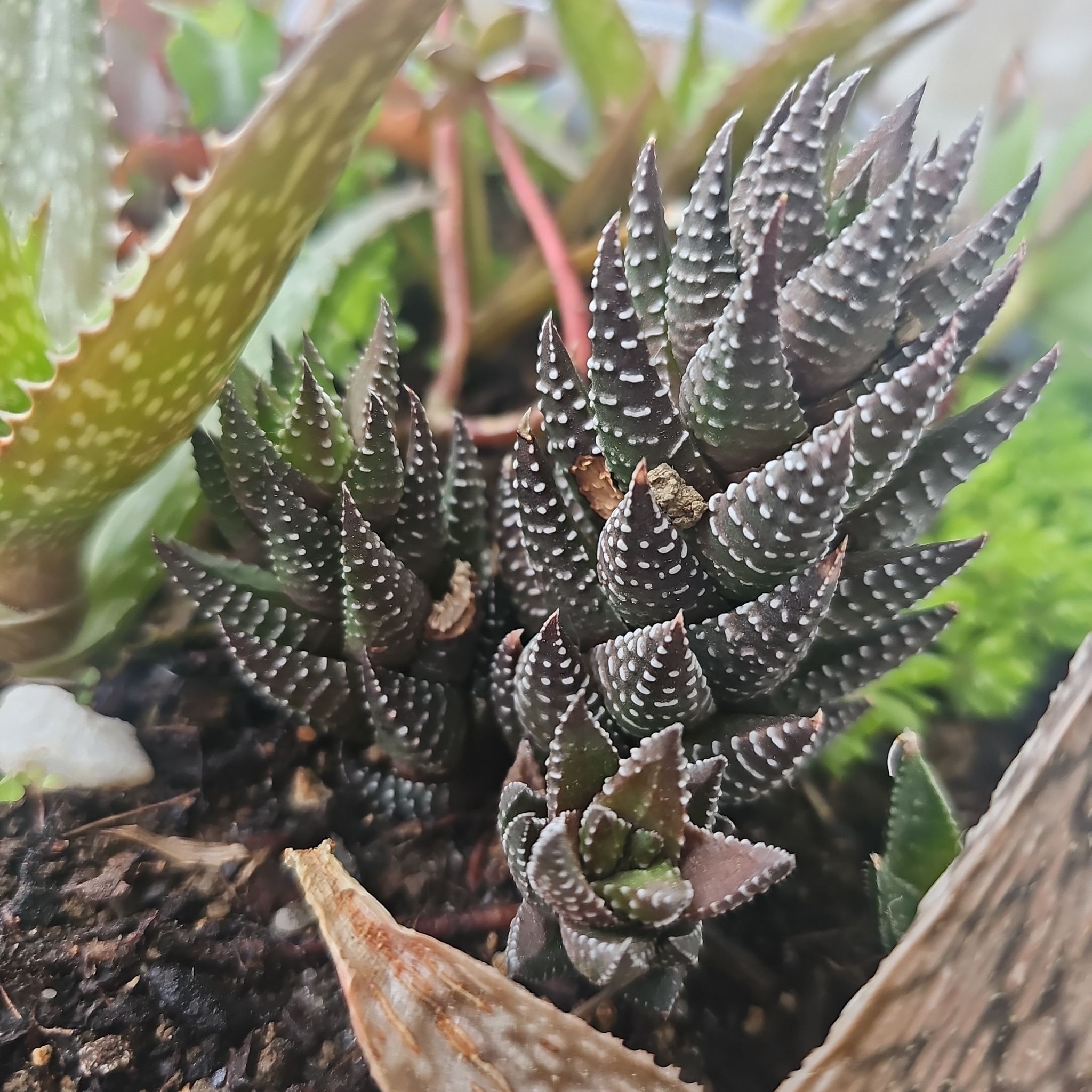 Zebra Wart plant with white-striped leaves, healthy and well-framed.