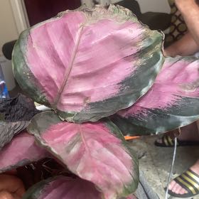 Photo of the plant species calathea by @MaximalHopsage named Hemingway on Greg, the plant care app