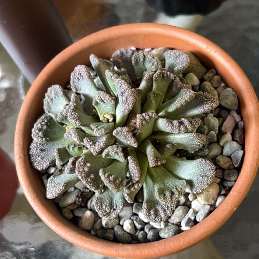 Concrete Leaf Living Stone plant in a terracotta pot with pebble-covered soil.