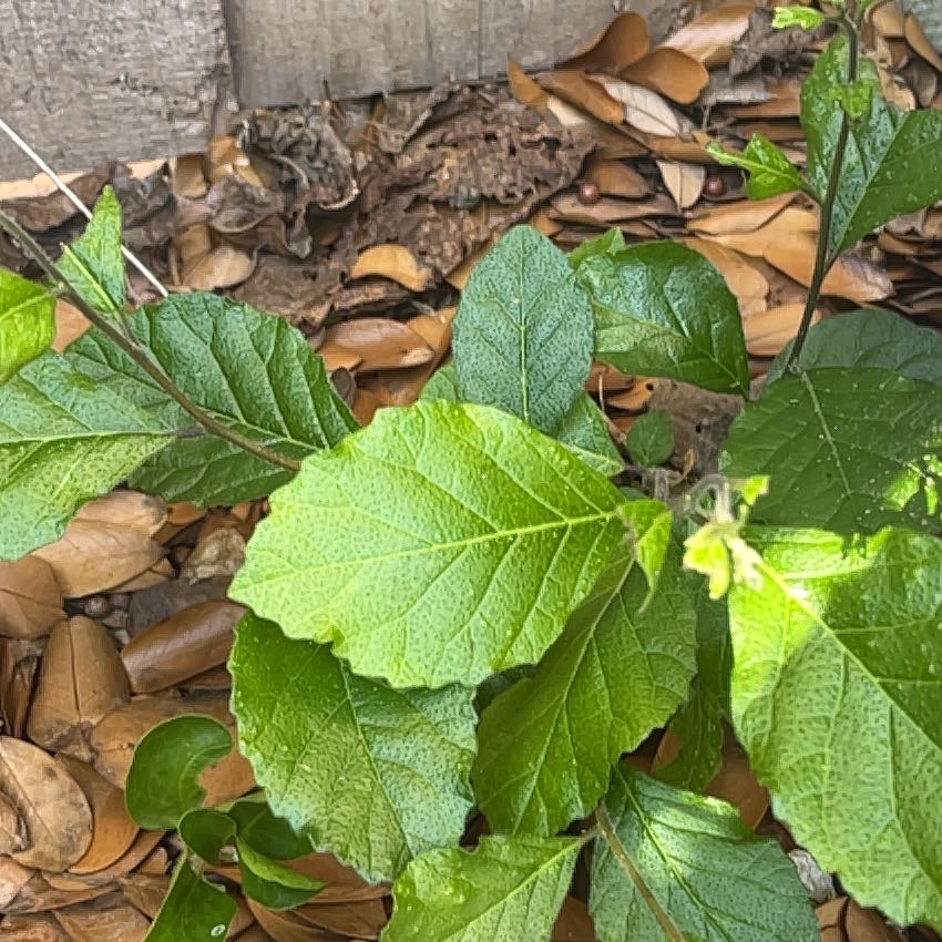 Photo of the plant species Anamu by @UrbaneHeketara named Taylor Swift on Greg, the plant care app