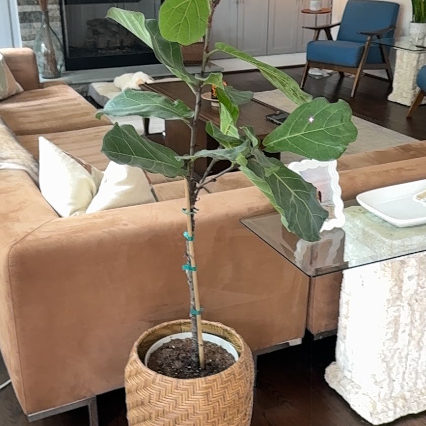 Photo of the plant species Brown Turkey Fig by @hegedus named Treeyoncé on Greg, the plant care app