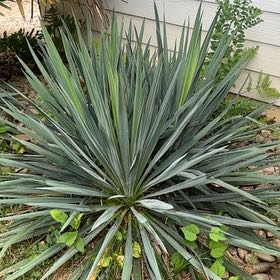 Photo of the plant species Adam's Needle by @hegedus named Naomi on Greg, the plant care app