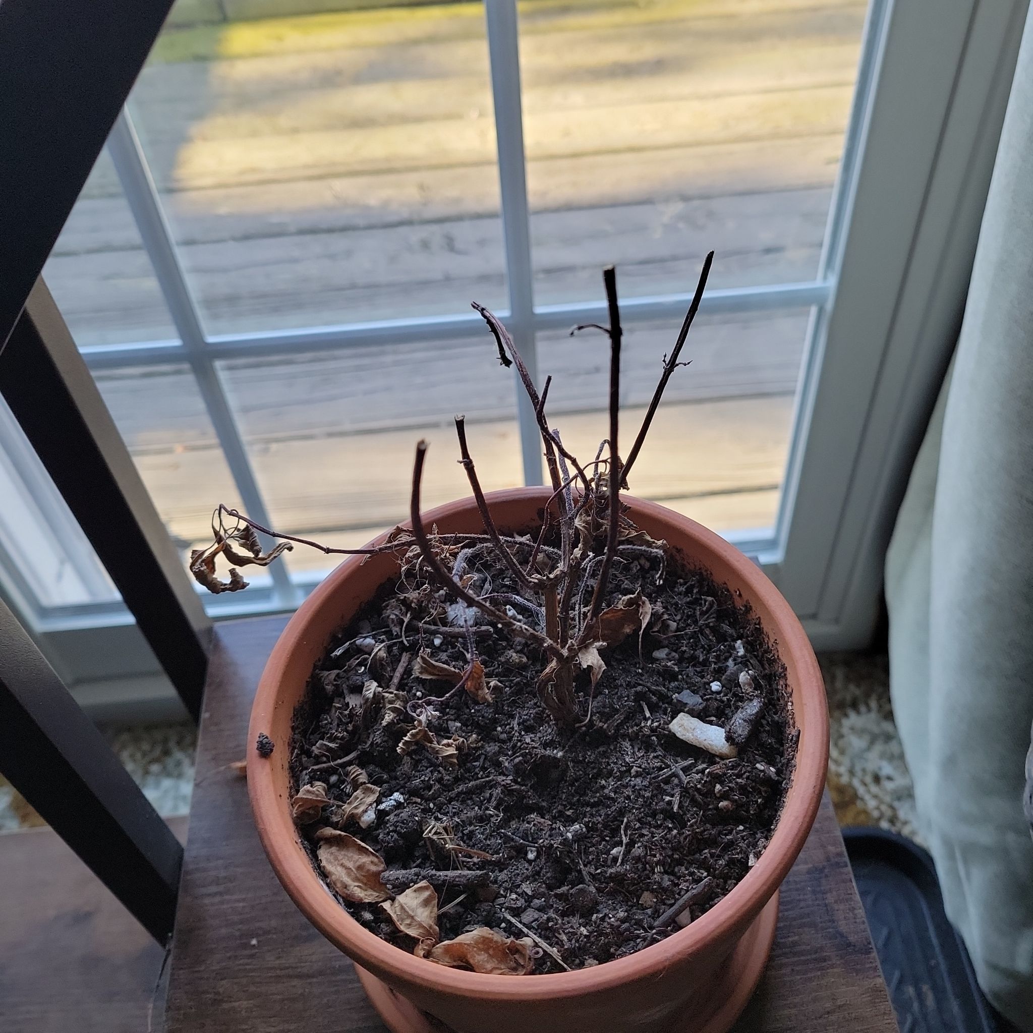 Potted Pineapple Sage plant with bare stems and dried leaves near a window.