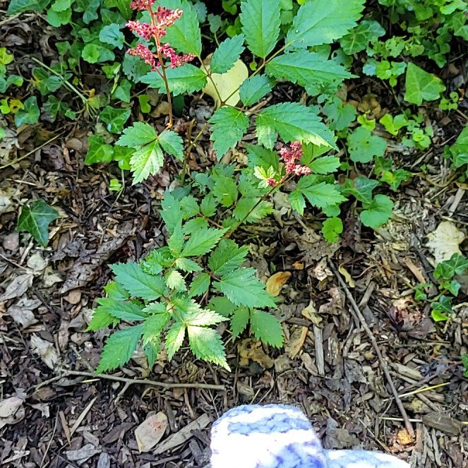 Photo of the plant species Astilbe rivularis by @EasygoingAcajou named Lola on Greg, the plant care app