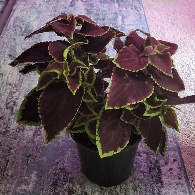 Photo of the plant species Wizard® Velvet Red Coleus by @ComicalSpinach named Coco on Greg, the plant care app