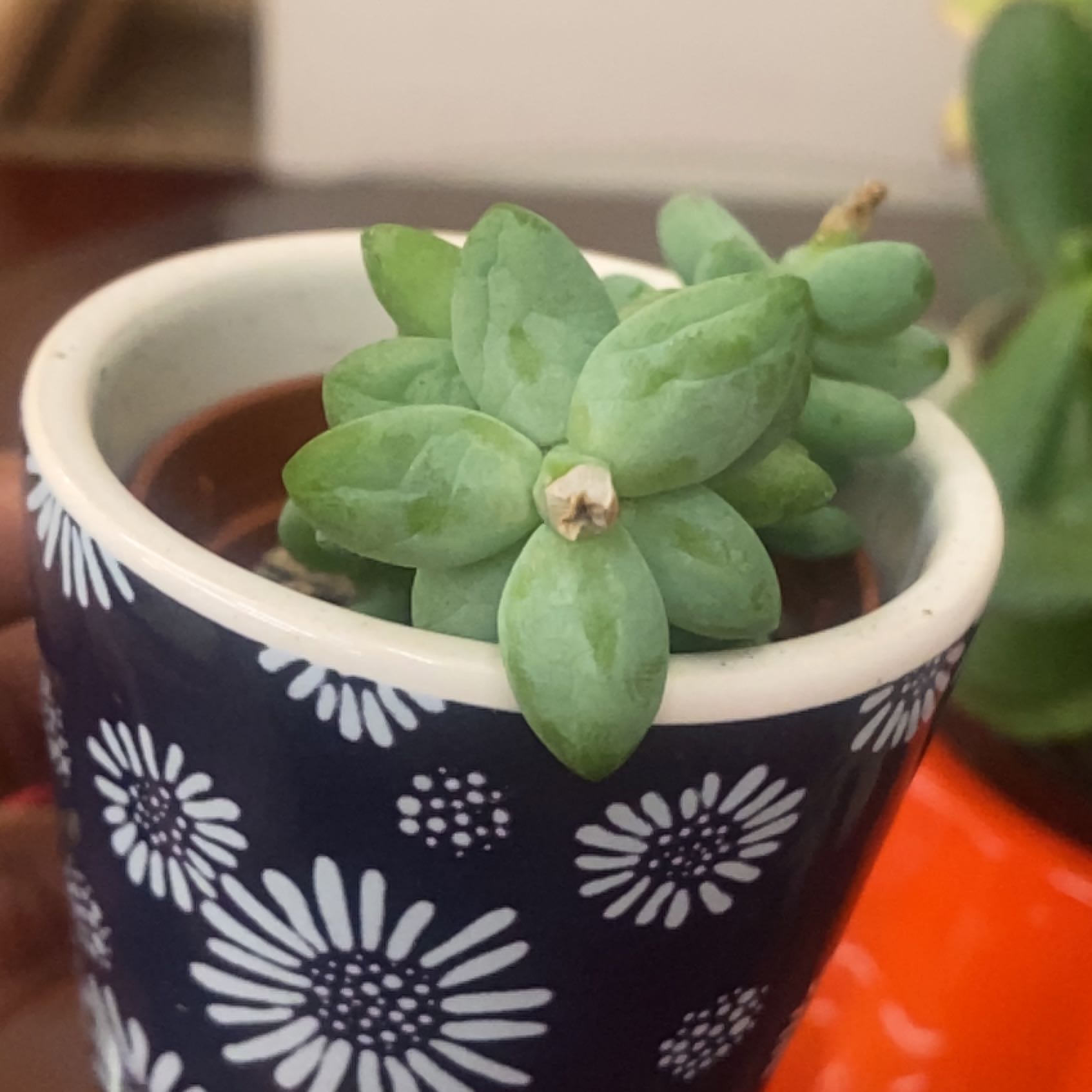 Sedeveria 'Harry Butterfield' succulent in a decorative pot, appears healthy.