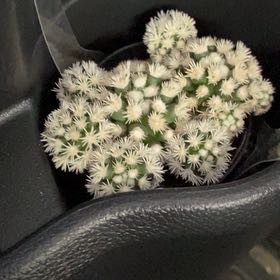Photo of the plant species Arizona Snowcap Cactus by @ImpishLukasikii named Khaleesi on Greg, the plant care app