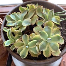 Photo of the plant species Agave 'Kissho Kan' by @RomanticRedflax named Anne on Greg, the plant care app