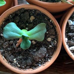 Echeveria Gibbiflora plant