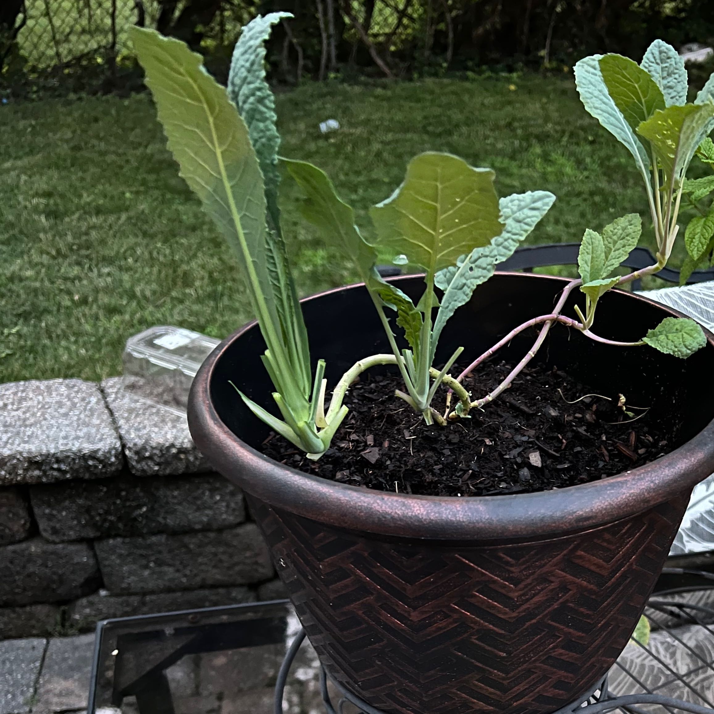 Photo of the plant species Kale Lacinato by @DesirousShyleaf named Sonora on Greg, the plant care app