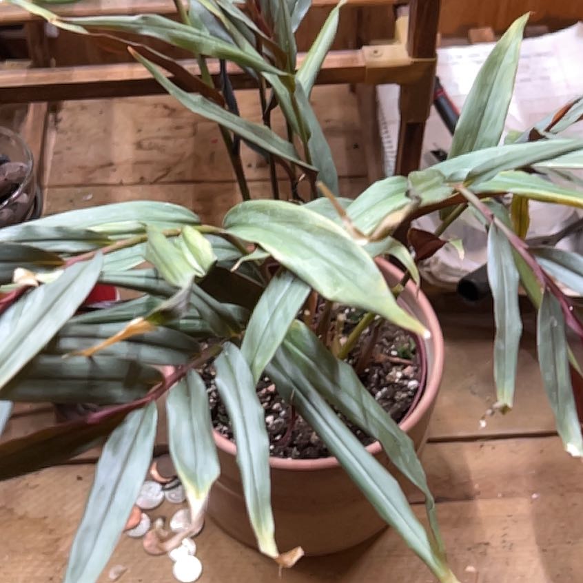 Photo of the plant species Native Ginger by @LadylikeEndive named Fernie Mercury on Greg, the plant care app