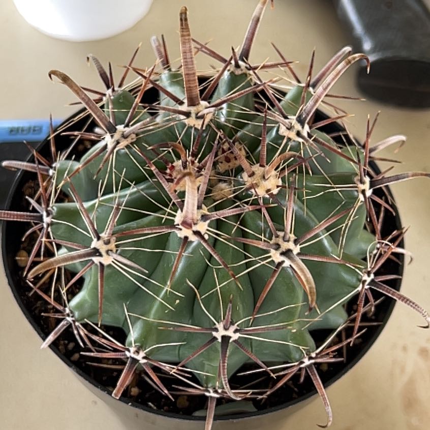 Photo of the plant species Townsend Barrel Cactus by @LadylikeEndive named Nithin on Greg, the plant care app
