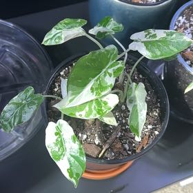 Photo of the plant species Dawn by @Genni named Doja Cat Jr on Greg, the plant care app