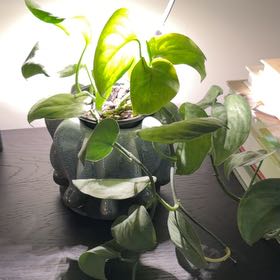 Photo of the plant species Silver Pothos by @Genni named Spike Leaves on Greg, the plant care app