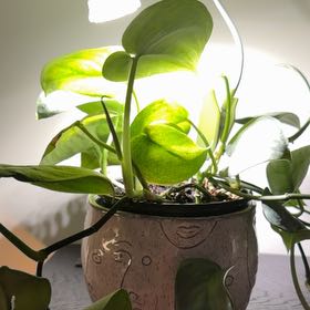Photo of the plant species Silver Pothos by @Genni named Lebron on Greg, the plant care app