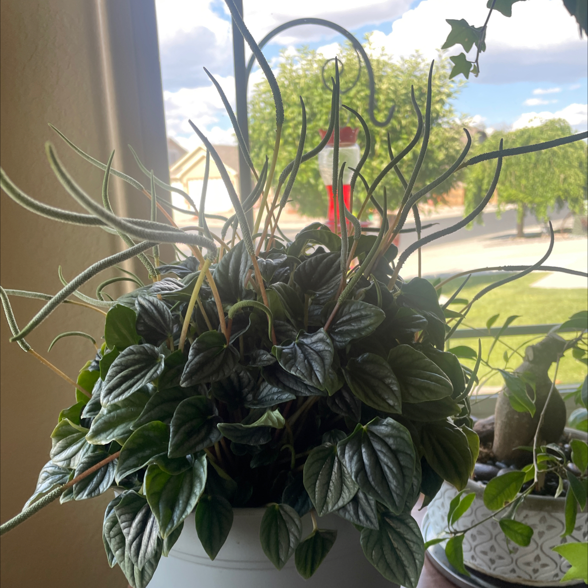 Peperomia Caperata plant photo by @plantsrlife named Winston on Greg, the plant care app.
