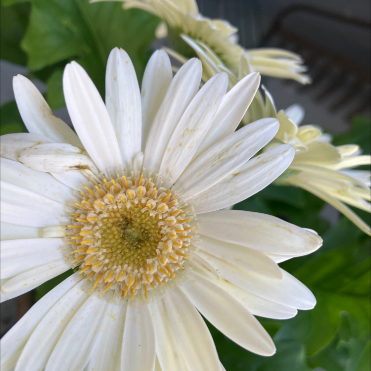 Close-up of a white Gerbera flower with some minor discoloration and spots.