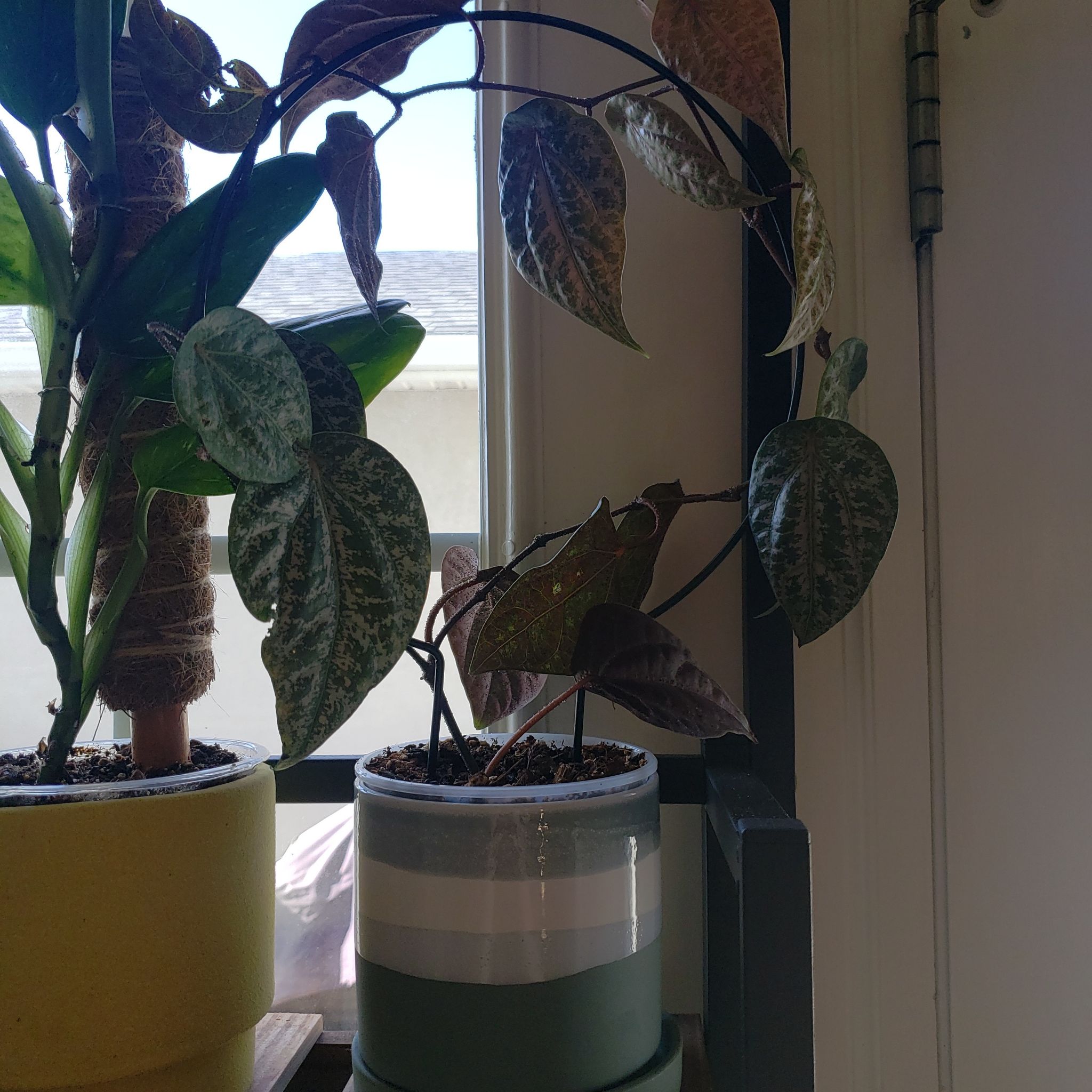 Indoor potted Red Betel plant with some browning leaves near a window.