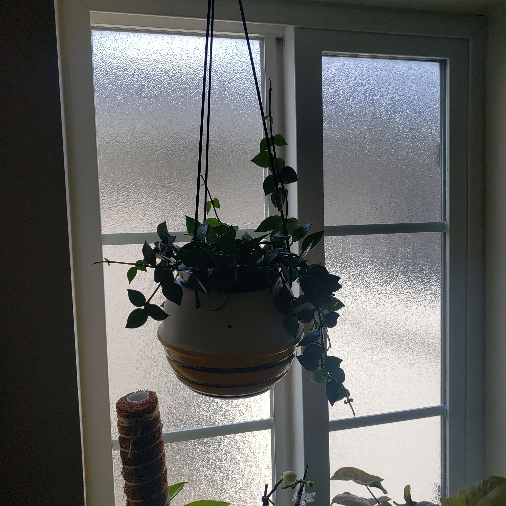 Hoya khroniana Silver Splash plant hanging in front of a window, appears healthy.