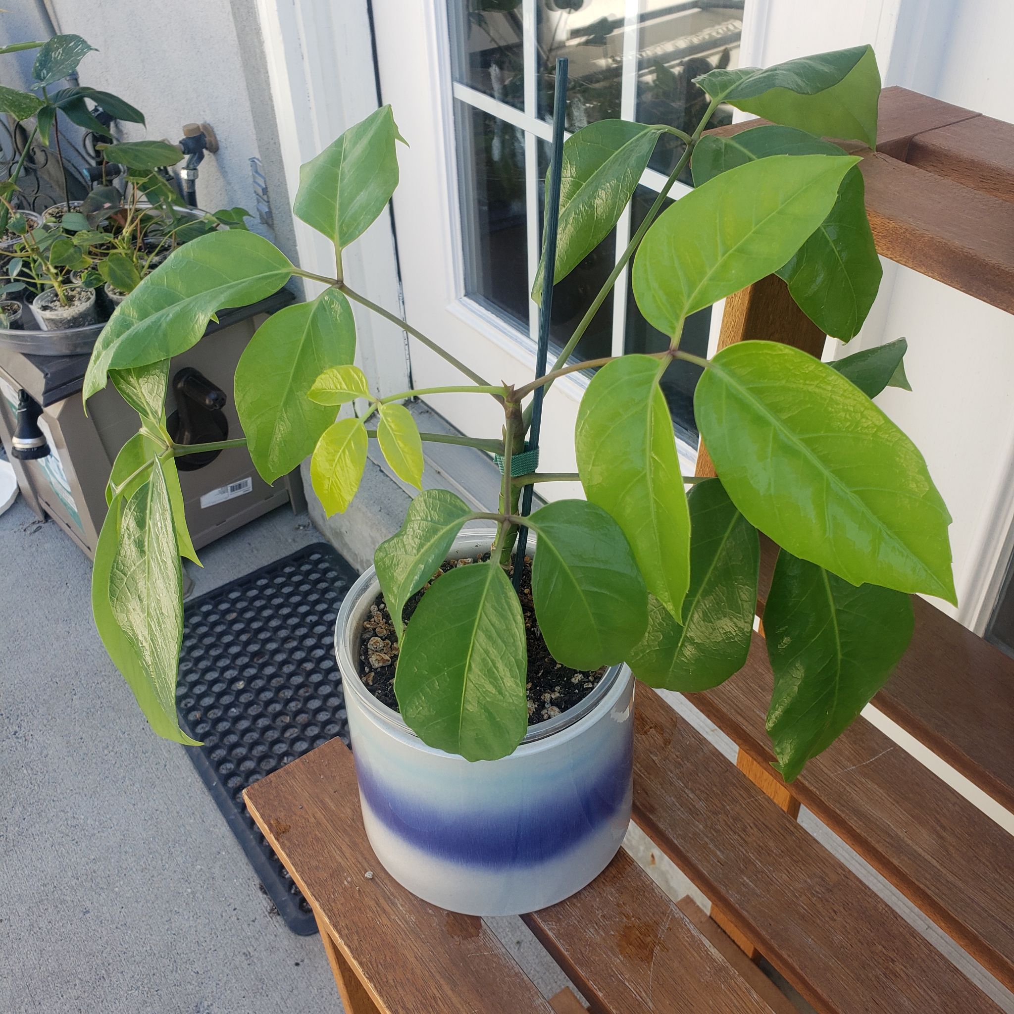 Photo of the plant species Neon Umbrella Tree by @nikkendoodle named Sherlock on Greg, the plant care app