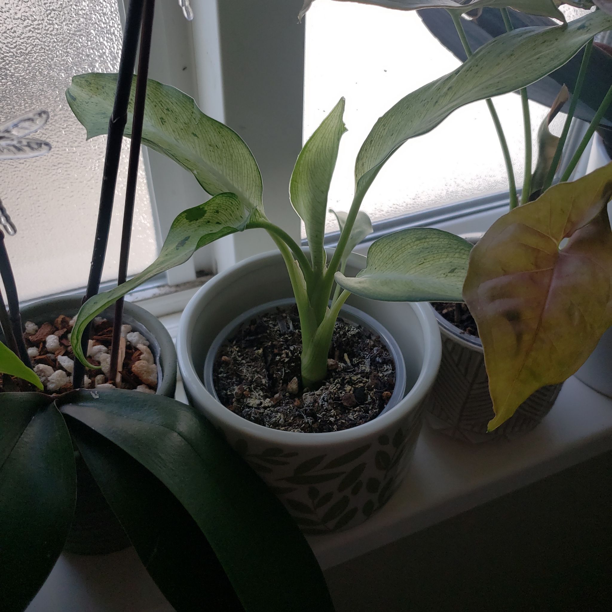 Dieffenbachia 'Camouflage' plant with yellowing and browning leaves in a pot on a windowsill.