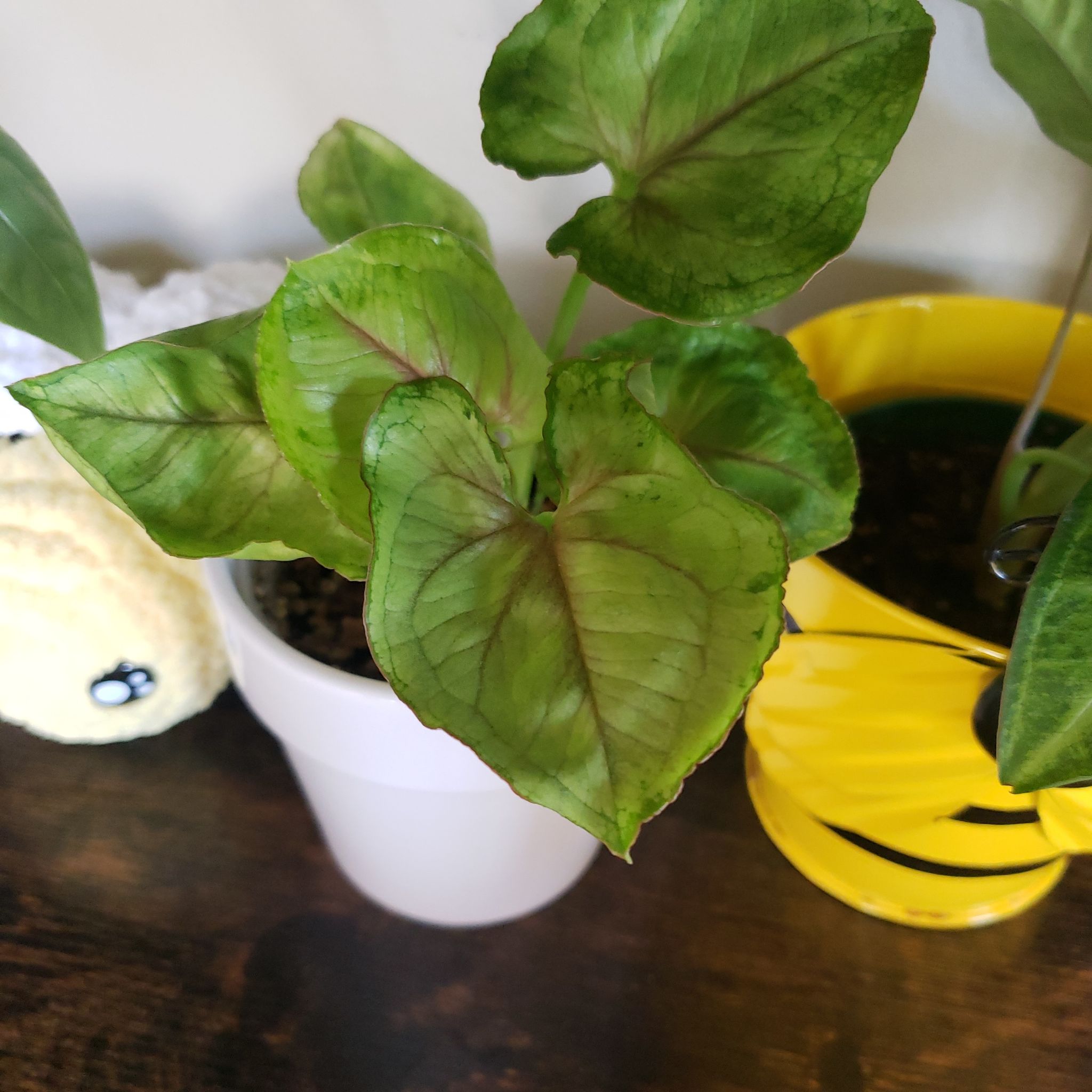 Syngonium 'Gold Allusion' plant in a white pot with some leaf discoloration.